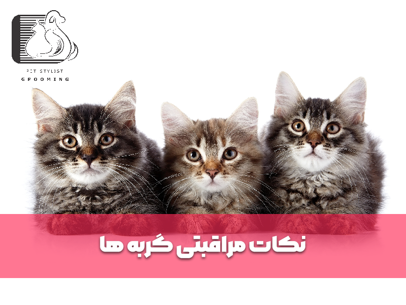 نکات مراقبتی گربه ها